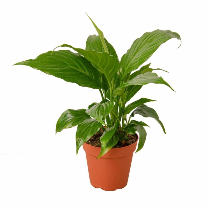 Plants | Spathiphyllum ‘Peace Lily’ Plants