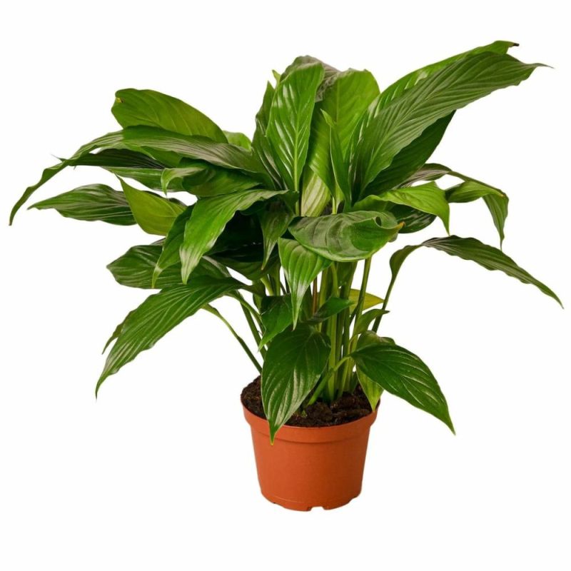 Plants | Spathiphyllum ‘Peace Lily’ Plants