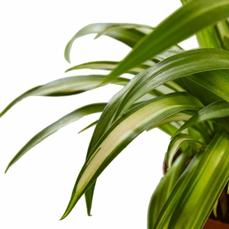 Plants | Spider Plant Hawaiian Plants Plants