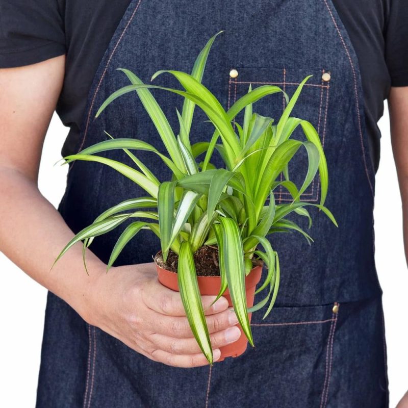 Plants | Spider Plant Hawaiian Plants Plants