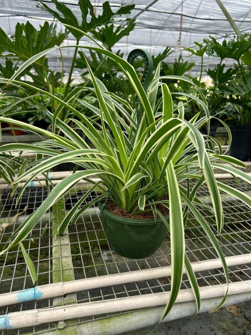 Plants | Spider Plant Reverse Plants Plants