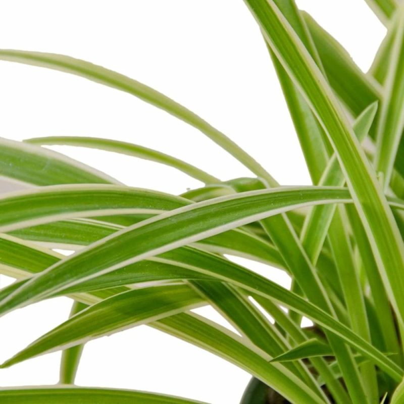 Plants | Spider Plant Reverse Plants Plants