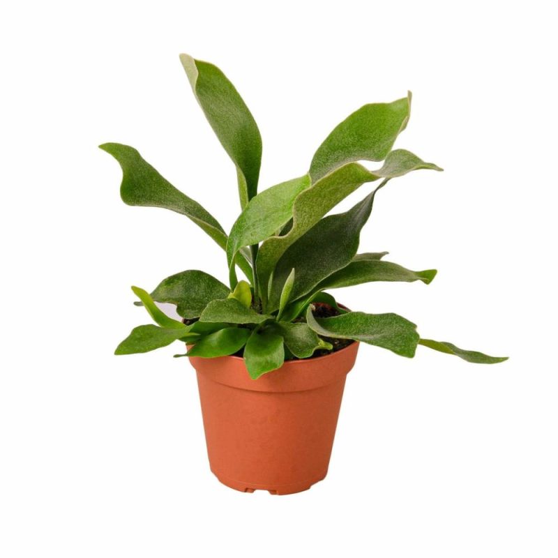 Plants | Staghorn Fern Plants Plants