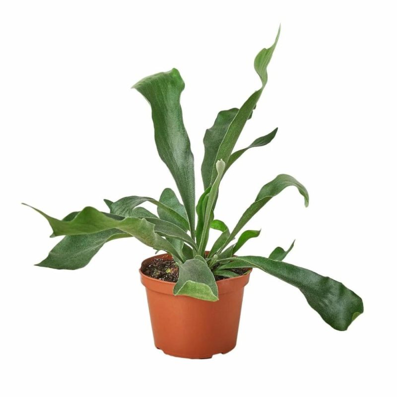 Plants | Staghorn Fern Plants Plants