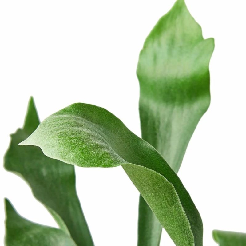 Plants | Staghorn Fern Plants Plants