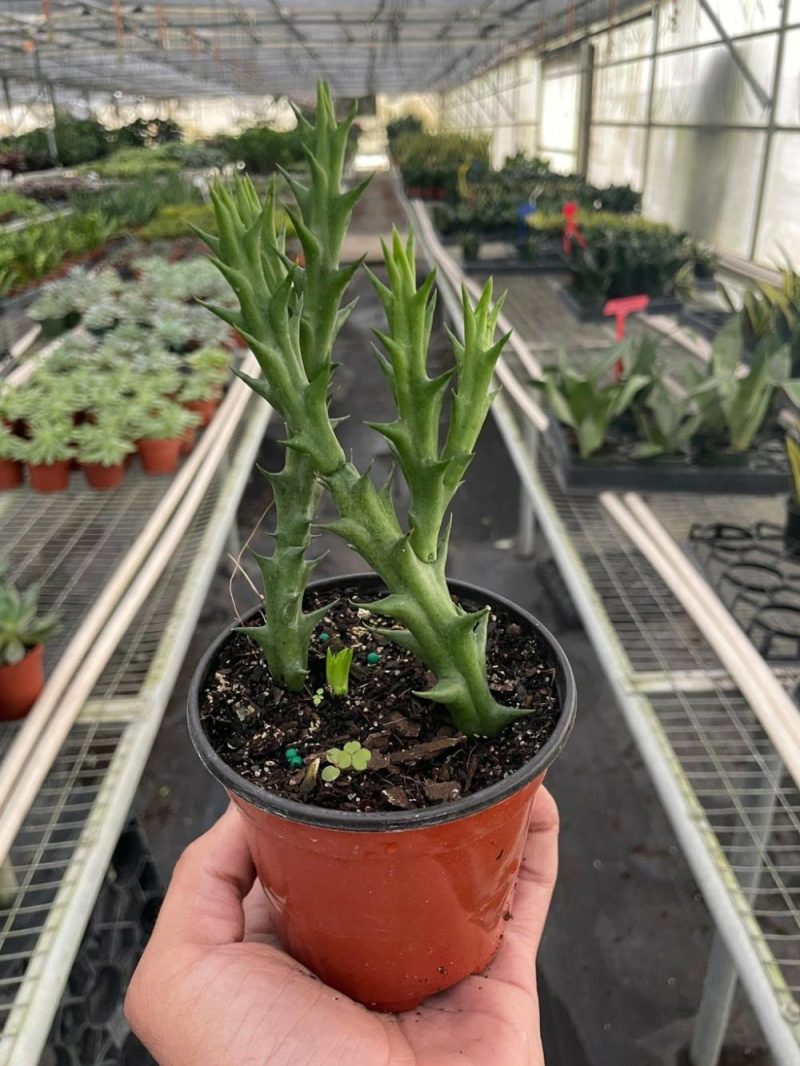 Plants | Starfish Cactus (Stapelia Orbea Variegata) Plants Plants