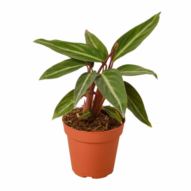 Plants | Stromanthe Sanguinea Plants Plants