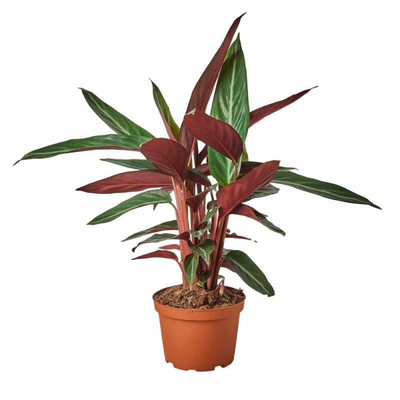 Plants | Stromanthe Sanguinea Plants Plants