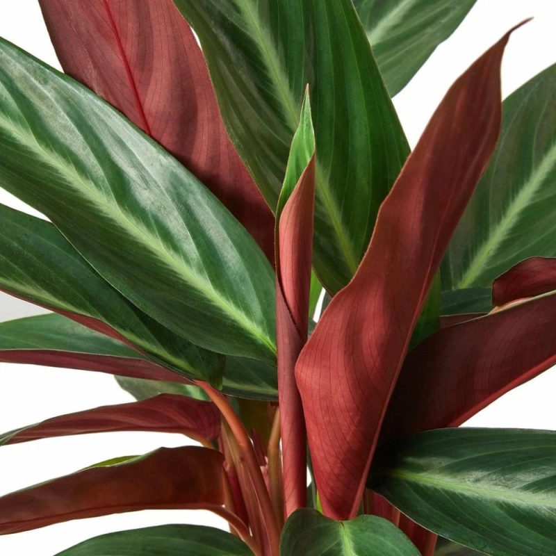 Plants | Stromanthe Sanguinea Plants Plants