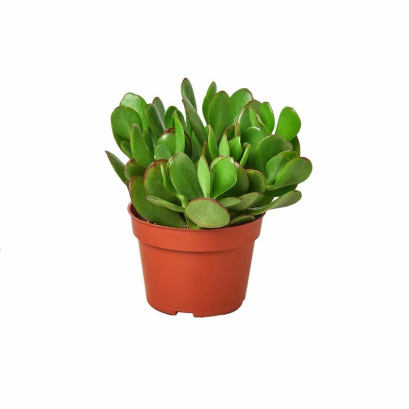 Plants | Succulent Crassula ‘Jade’ Plants Plants