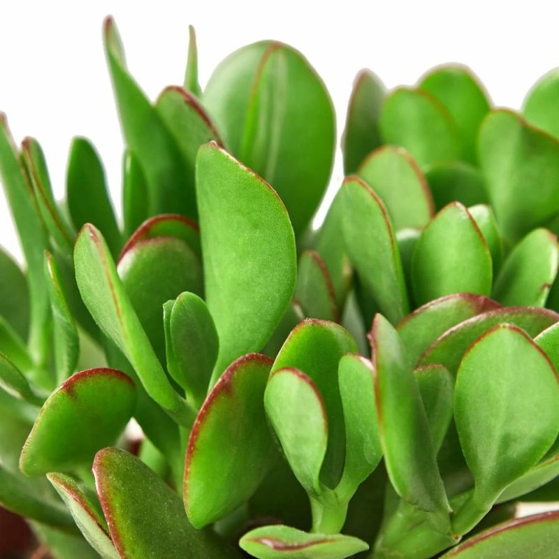 Plants | Succulent Crassula ‘Jade’ Plants Plants