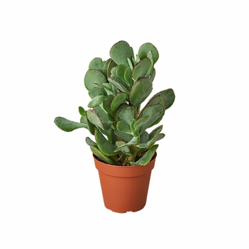 Plants | Succulent Crassula ‘silver Dollar’ Plants Plants