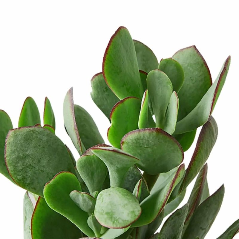 Plants | Succulent Crassula ‘silver Dollar’ Plants Plants