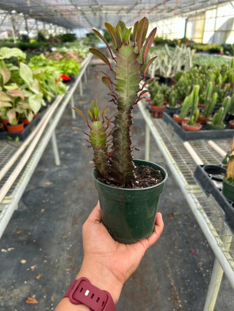 Plants | Succulent Euphorbia ‘Trigona Rubra’ Plants Plants