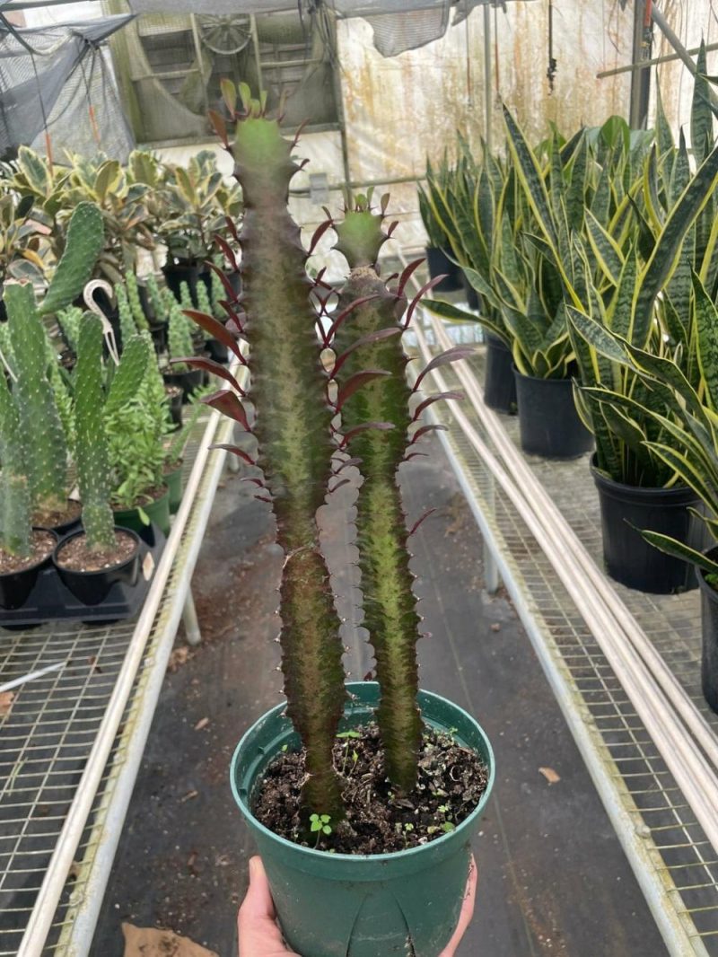 Plants | Succulent Euphorbia ‘Trigona Rubra’ Plants Plants