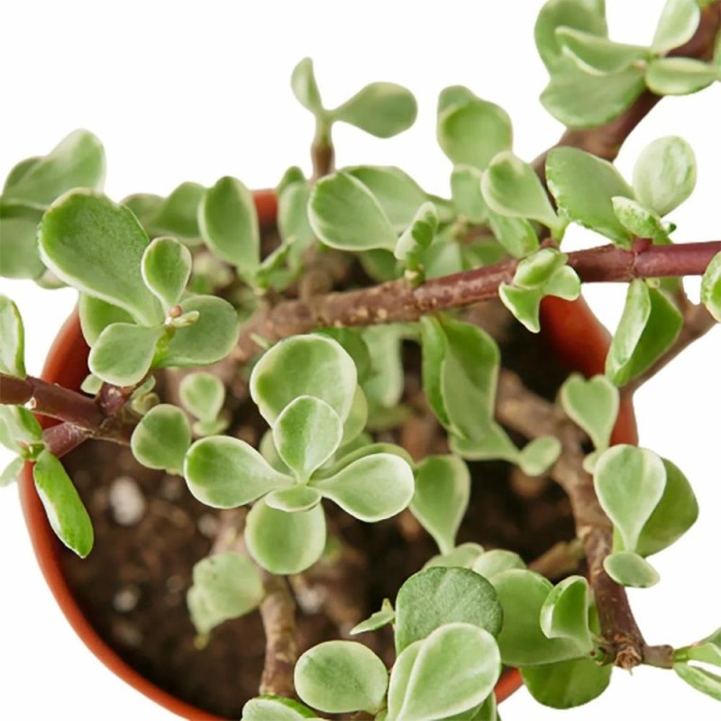 Plants | Succulent ‘Rainbow Elephant Bush’ Plants Plants