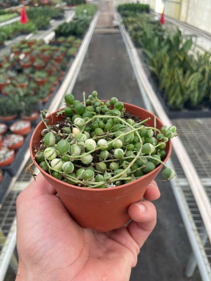 Plants | Succulent ‘string Of Pearls’ Variegated Plants Plants