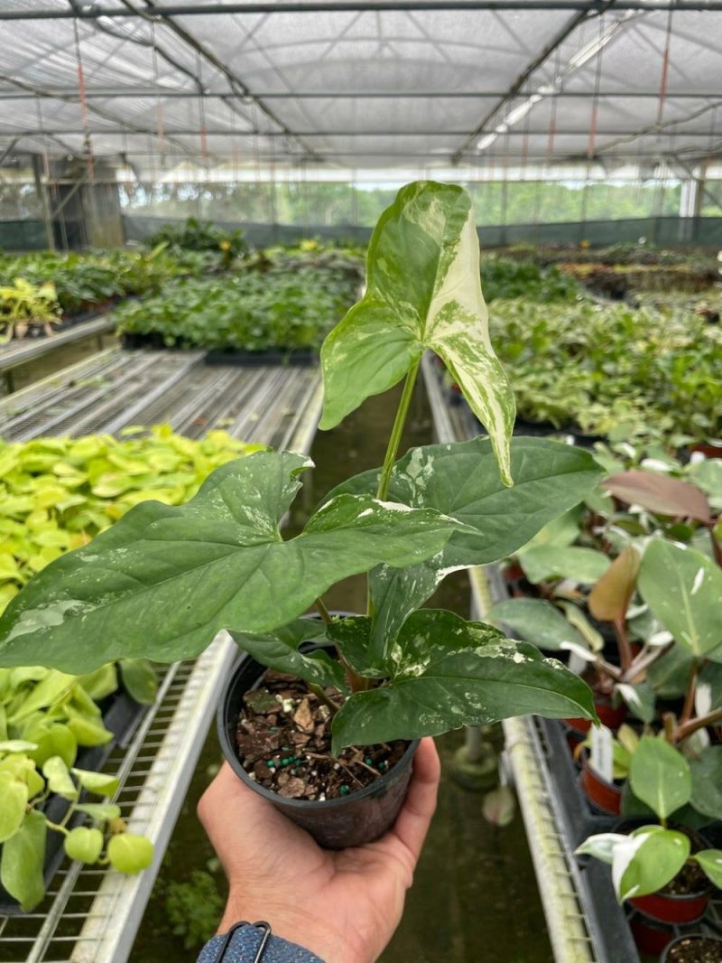 Plants | Syngonium ‘Albo Variegata’ Plants Plants