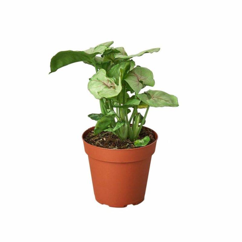 Plants | Syngonium Cream –  4″ Pot Plants Plants