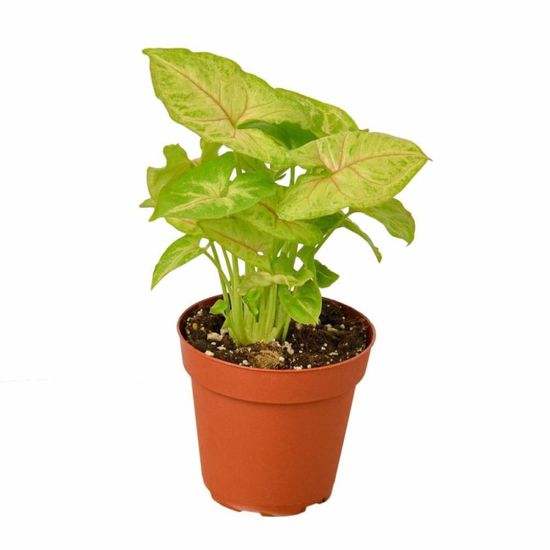 Plants | Syngonium Gold –  4″ Pot Plants Plants