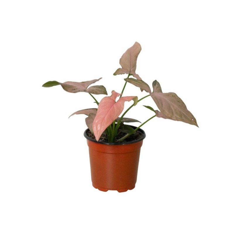 Plants | Syngonium ‘Pink Splash’ – 4″ Pot Plants Plants