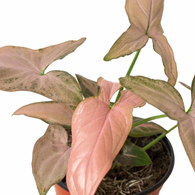 Plants | Syngonium ‘Pink Splash’ – 4″ Pot Plants Plants