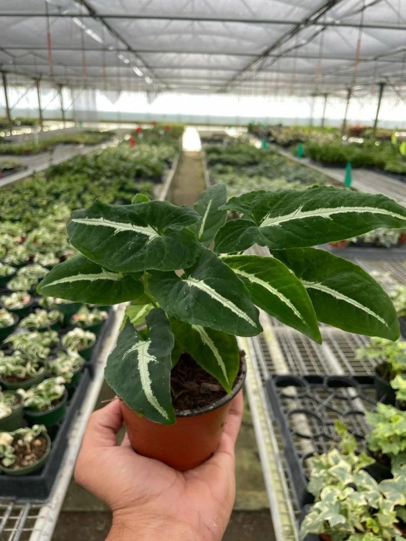 Plants | Syngonium Wendlandii ‘Black Velvet’ Plants Plants