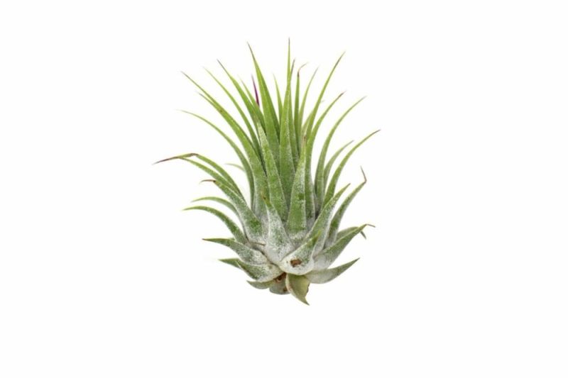 Plants | Tillandsia Air Plant Ionantha – 25 Pack Plants Plants