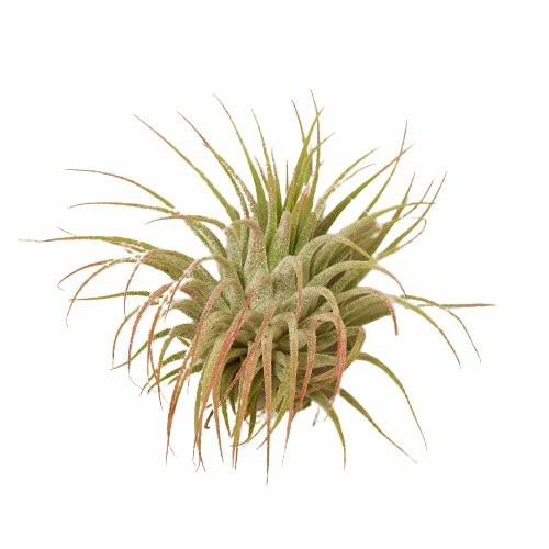 Plants | Tillandsia Air Plant Ionantha Guatemala Plants Plants