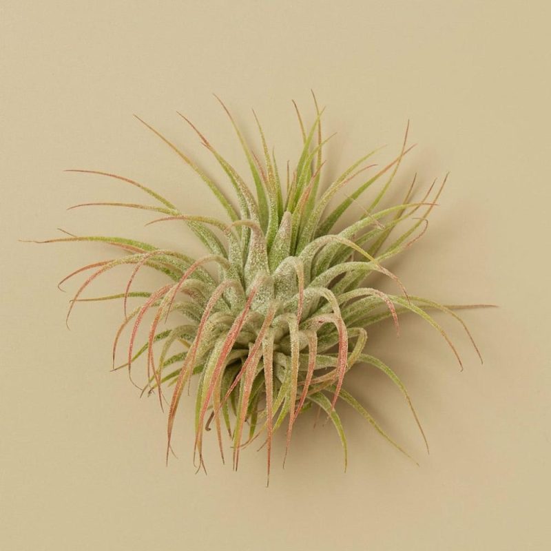 Plants | Tillandsia Air Plant Ionantha W/ Fertilizer Plants Plants