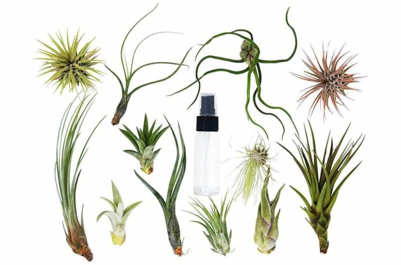 Plants | Tillandsia Air Plant Variety Pack W/ Spray Bottle Plants Plants