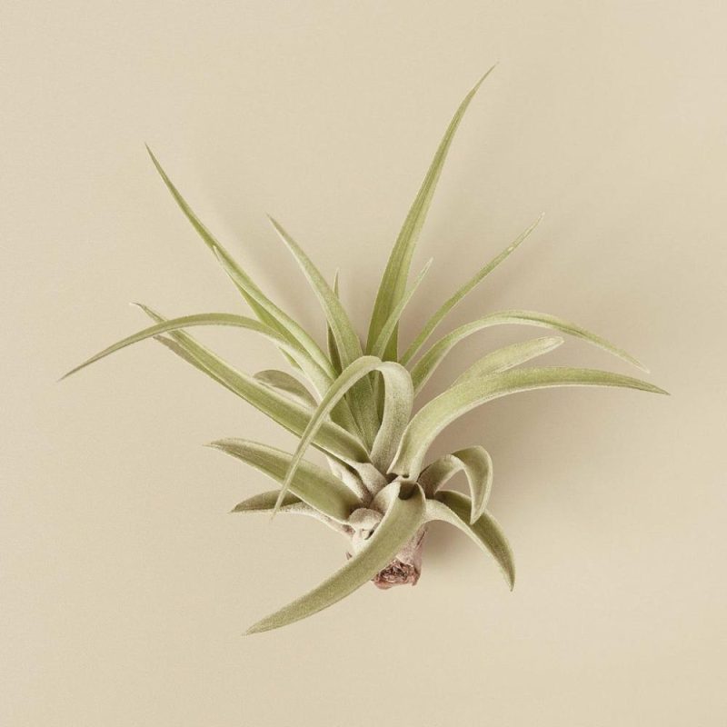 Plants | Tillandsia Air Plant Veluntina Plants Plants