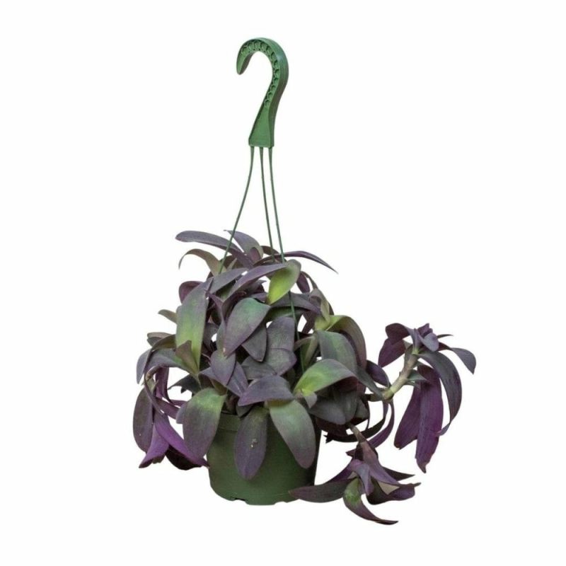 Plants | Tradescantia Purple Heart Plants Plants