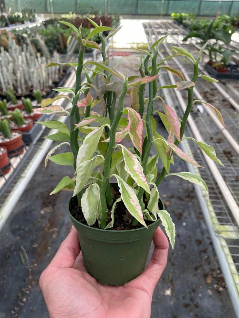 Plants | Variegated Devil’s Backbone Euphorbia Plants Plants