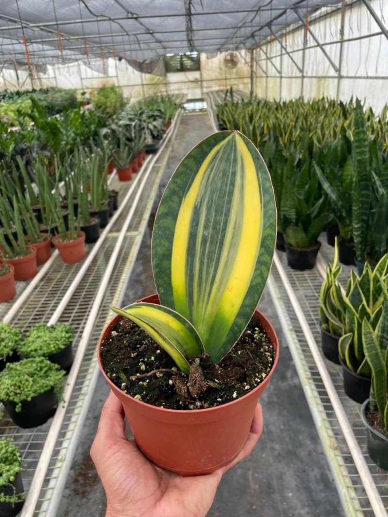 Plants | Variegated Shark Fin Snake Plant Plants Plants