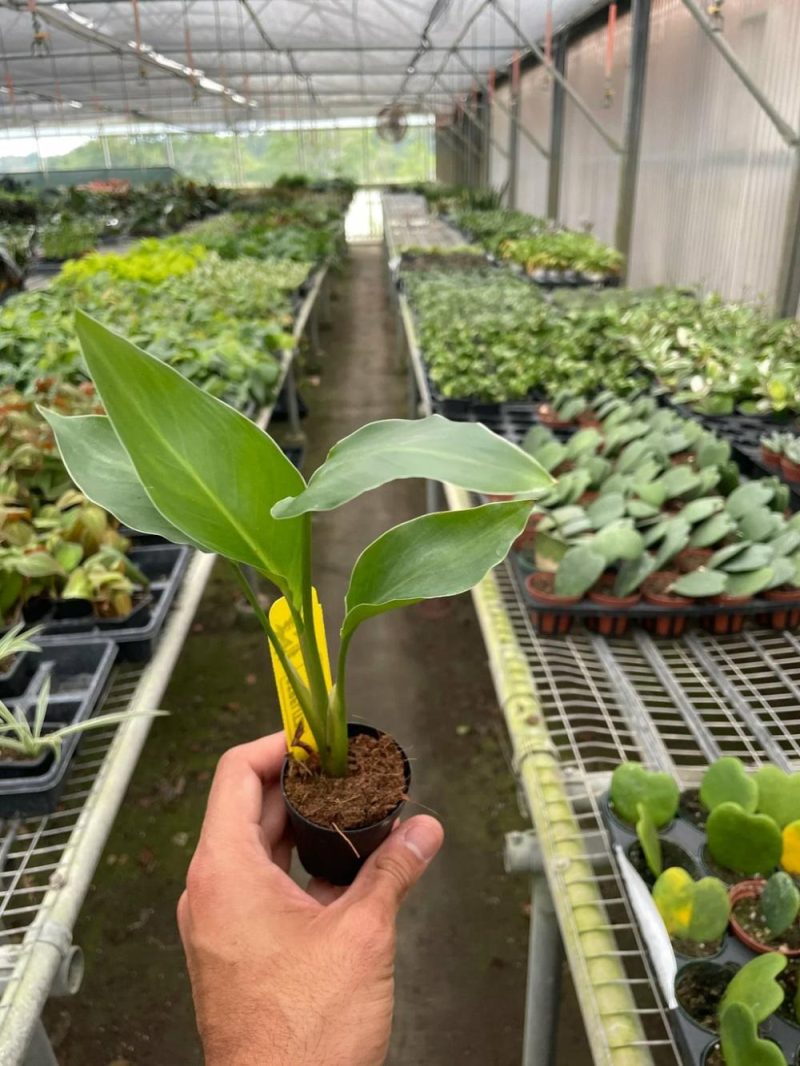 Plants | White Bird Of Paradise ‘strelitzia Nicolai’ Plants Plants