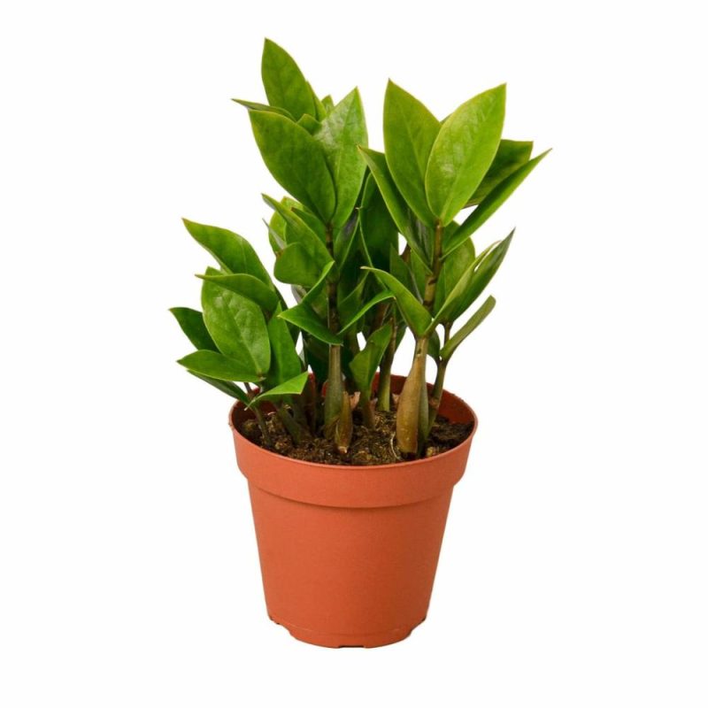 Plants | Zamioculcas Zamiifolia Zz Plants Plants