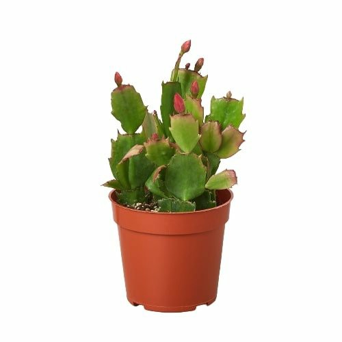 Plants | Zygocactus ‘Christmas Cactus’ Plants Plants