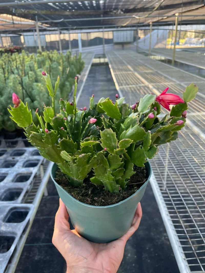 Plants | Zygocactus ‘Christmas Cactus’ Plants Plants