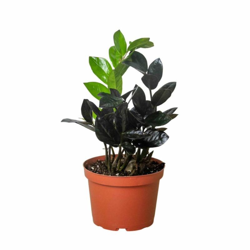 Plants | Zz Zamioculcas ‘Black Queen’ Plants Plants