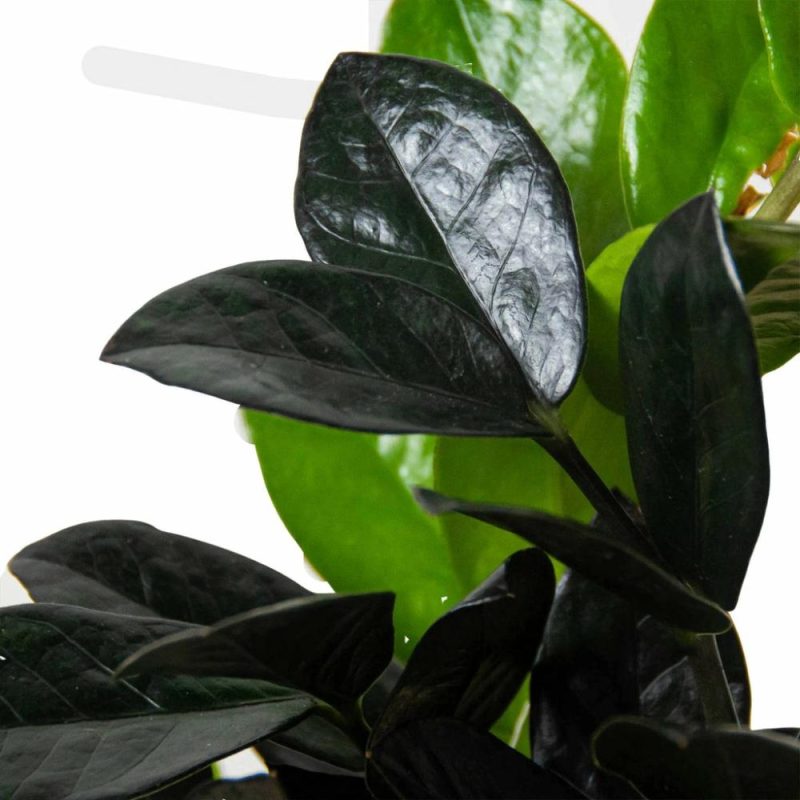 Plants | Zz Zamioculcas ‘Black Queen’ Plants Plants