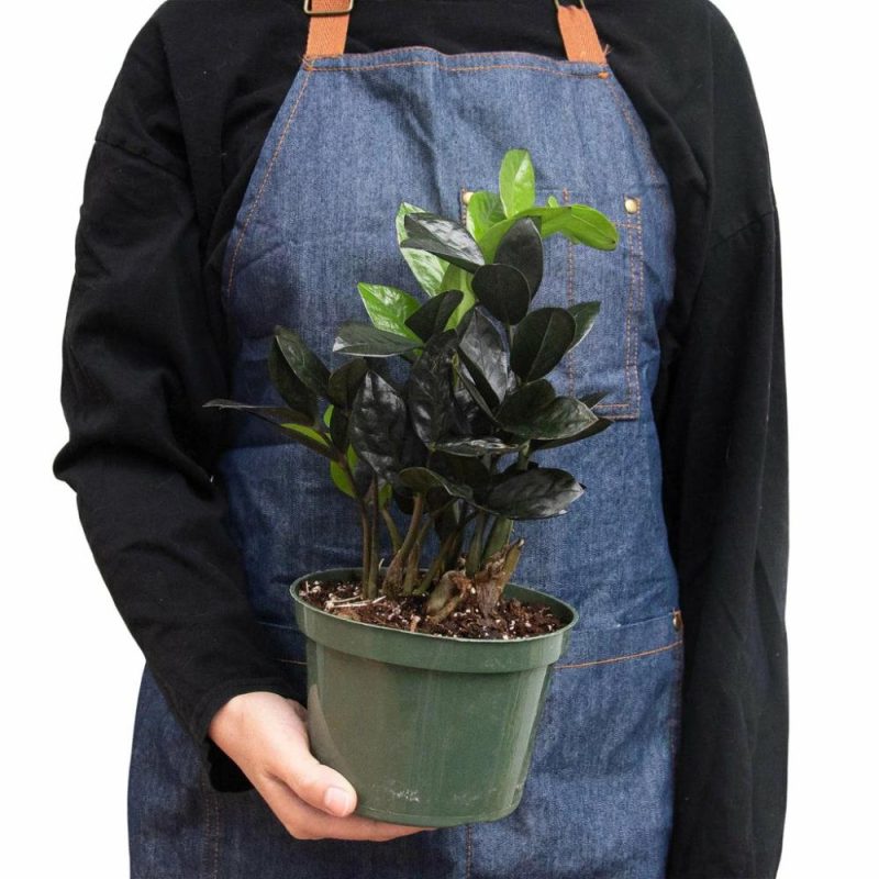 Plants | Zz Zamioculcas ‘Black Queen’ Plants Plants