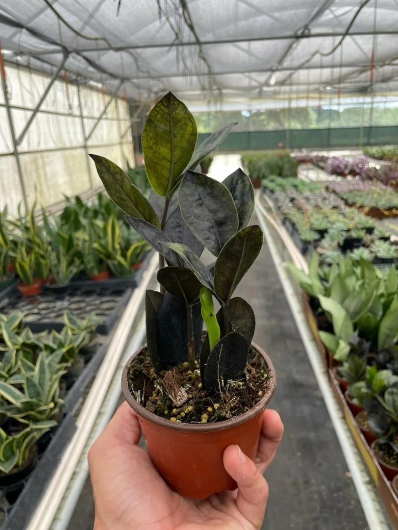 Plants | Zz Zamioculcas ‘Black Queen’ Plants Plants