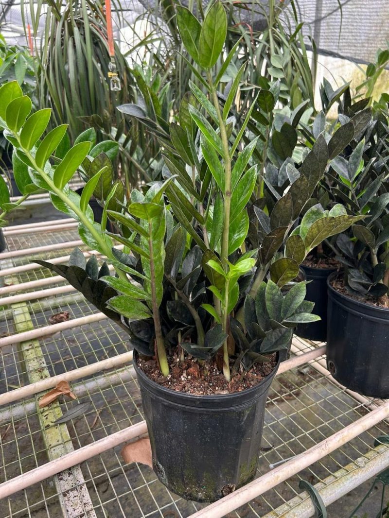 Plants | Zz Zamioculcas ‘Black Queen’ Plants Plants