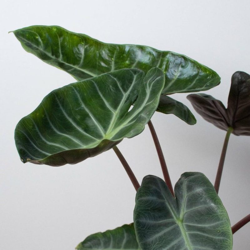 Plants | Alocasia ‘Ebony’ Plants Plants