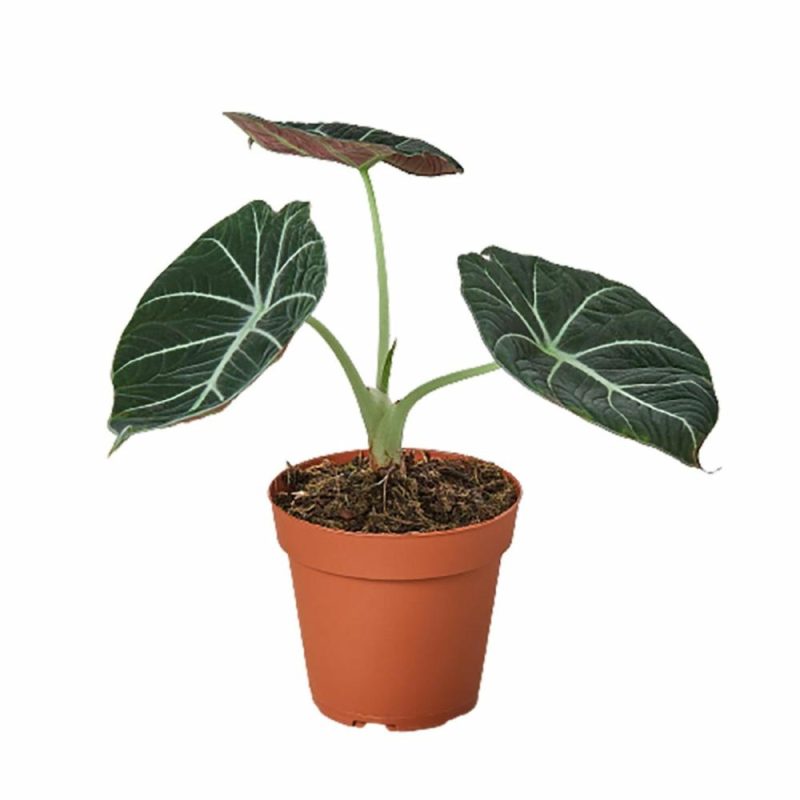 Plants | Alocasia Reginula ‘Black Velvet’ Plants Plants