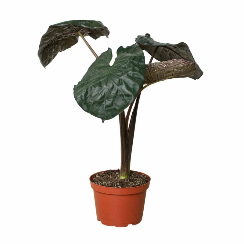 Plants | Alocasia ‘serendipity’ Plants Plants