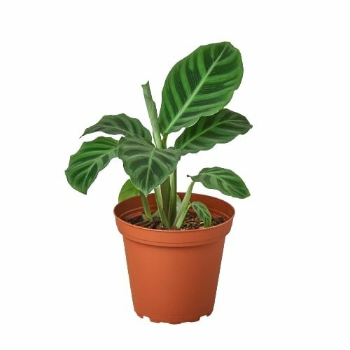 Plants | Calathea ‘Zebrina’ – 4″ Pot Plants Plants