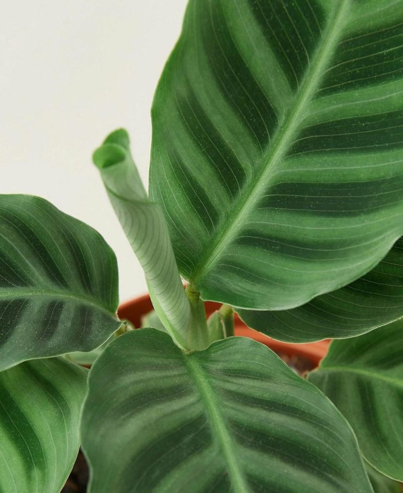 Plants | Calathea ‘Zebrina’ – 4″ Pot Plants Plants