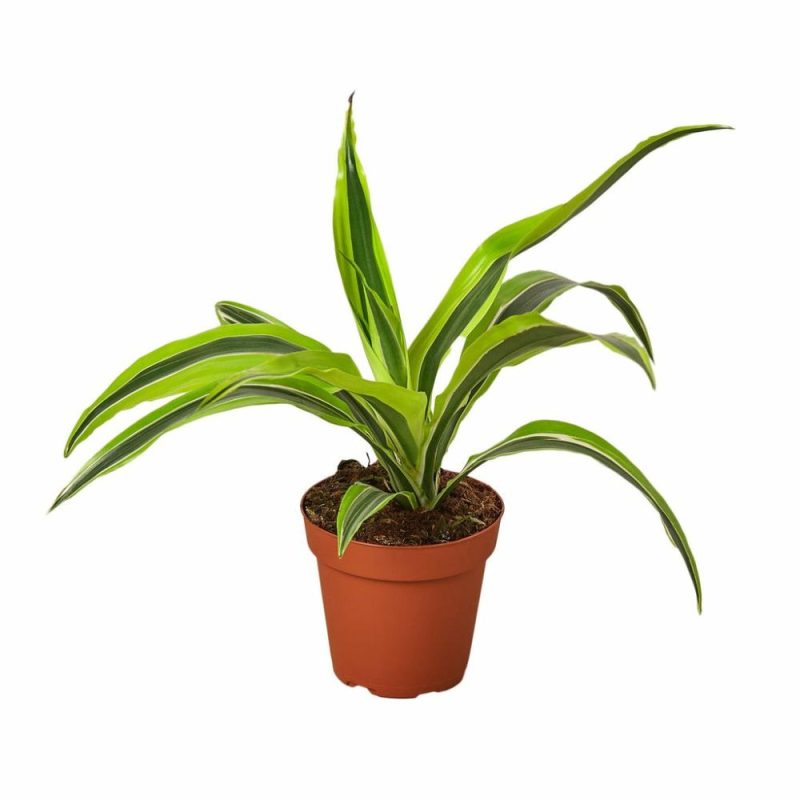 Plants | Dracaena Deremensis ‘Lemon Surprise’ Plants Plants